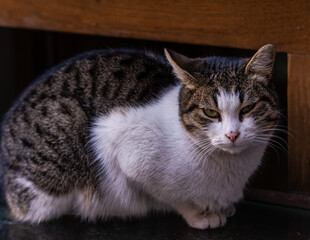 Stray and cute cat outdoor