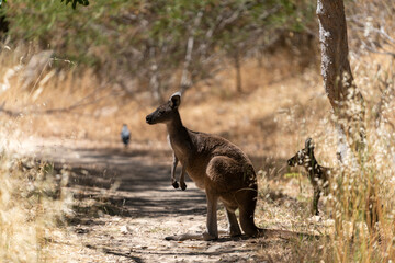 Wild Kangaroos Resting and Moving Through Dry Australian Bushland
