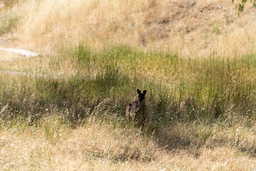 Wild Kangaroos Resting and Moving Through Dry Australian Bushland