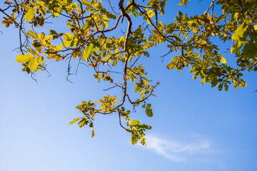 Obraz premium Autumn tree branches against clear blue sky background,Low angle view of a deciduous tree with golden yellow leaves and bare branches stretching into a bright clear blue sky during autumn season.