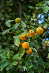 Fresh lemon tree with fruits
