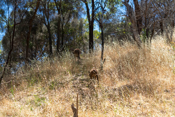 Wild Kangaroos Resting and Moving Through Dry Australian Bushland