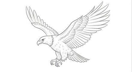 Obraz premium Eagle line drawing, bird of prey in flight, predatory animal sketch, white background