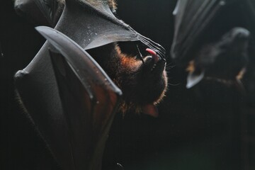 portrait of a hanging pteropus vampyrus