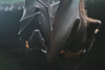 portrait of a hanging pteropus vampyrus