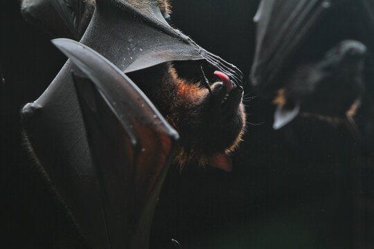 portrait of a hanging pteropus vampyrus