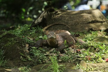 a komodo dragon wandering in the grass in the morning