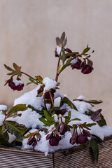 Purple Hellebore flowers under the snow