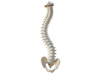 Human Spine Anatomy Model - Medical Vertebral Column, Skeletal Health Education on white background Isolated on Transparent Background