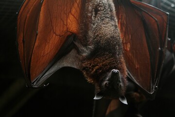 portrait of a hanging pteropus vampyrus