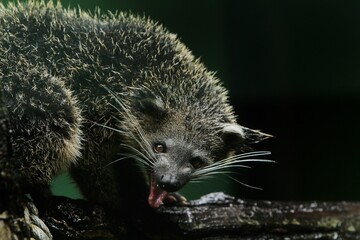 Obraz premium side view of a binturong walking while roaring