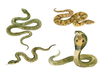 Watercolor-style snake illustration／蛇