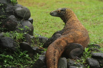 a komodo dragon wandering on the rocks while looking around