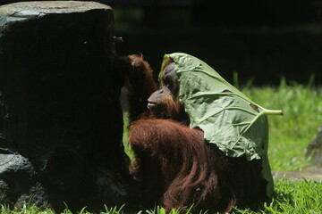 a Sumatran orangutan sits while covering his head with taro leaves