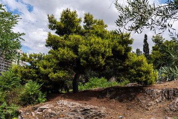 Pine tree in the ancient ruins in Athens