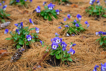 Fall garden planting bed covered in long orange pine needles, purple and white pansy plant flowers blooming through them, autumn background