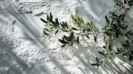 Close-up of a textured white brick wall with an olive tree branch casting shadows. Natural sunlight illuminates leaves