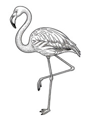Obraz premium Graceful Flamingo Line Drawing Illustration: Vector Art of Exotic Bird in Black and White Flora – Sketch Style Nature Art for Contemporary Decor and Gift