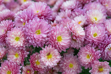 Obraz premium Closeup of a cultivated chrysanthemum plant dense with pink flowers blooming, symbol of gentle love, admiration, and thoughtfulness 