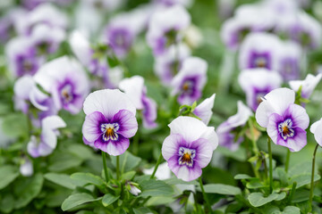 Closeup of a flat of pastel purple pansy plants for sale in a nursery, happy faces in the plant world

