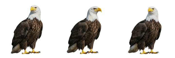 Obraz premium Set of Bald Eagles Standing Isolated on White Background