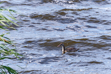 Coot bird in the lake
