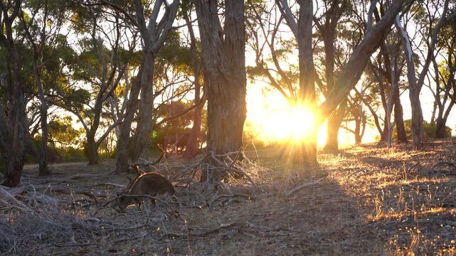 Young Kangaroo Eating Dry Grass and Jumping Away in Melaleuca Forest at Sunset with Golden Backlight