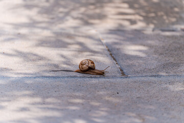 Cute tiny snail with shell on the path