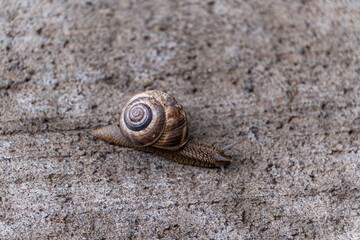 Cute tiny snail with shell on the path