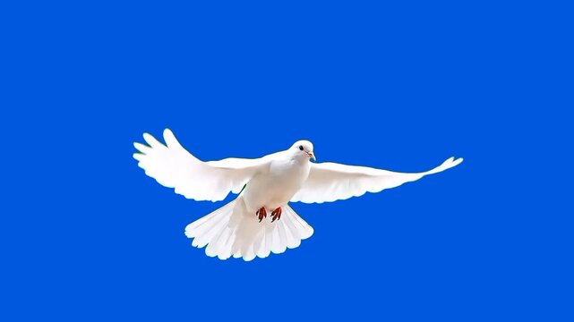 A white pigeon stands on a green screen, looking around curiously and walking gracefully. Keywords: white, pigeon, dove, bird, nature, green screen, chroma key, isolated, animal, poultry, feathered, b