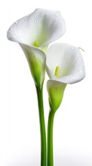 Elegant White Calla Lilies Isolated On White Background