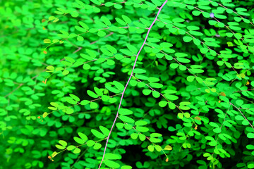 green leaves background