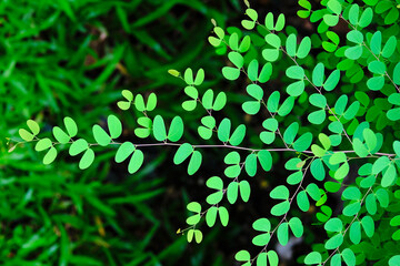 green leaves background