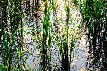 grass in the morning