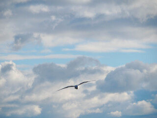 Obraz premium 冬の神戸メリケンパークに集まるかもめ