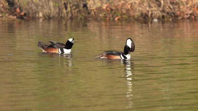 Hooded Merganser in early morning lake
