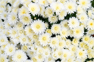 Closeup of a cultivated chrysanthemum plant dense with cream white flowers blooming, symbol of loyalty, purity, or mourning and grief  © knelson20