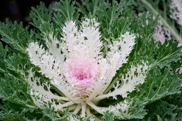 Graphic nature background of lacy foliage of cultivated Peacock White ornamental kale plant, winter interest in the garden  © knelson20