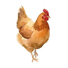 Watercolor-style chicken illustration／鶏