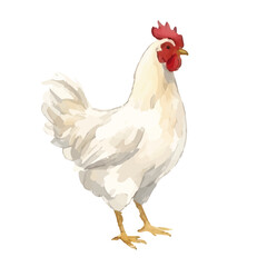 Watercolor-style chicken illustration／鶏