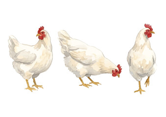 Fototapeta premium Watercolor-style chicken illustration／鶏