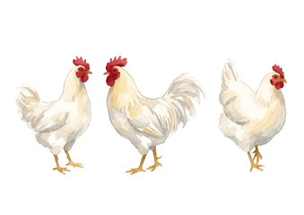 Fototapeta premium Watercolor-style chicken illustration／鶏