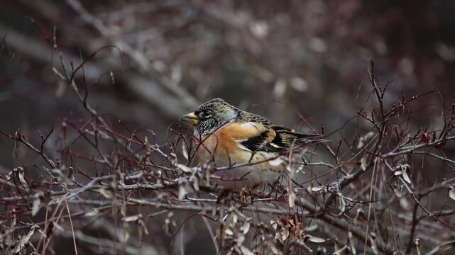Brambling eating key fruits of mapple