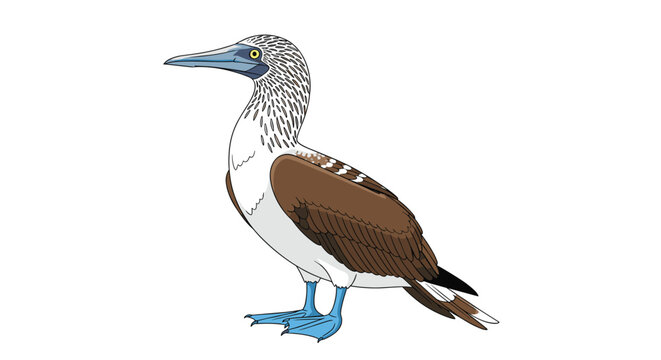 A detailed illustration of a blue-footed booby a unique marine bird from the Galapagos Islands is shown on a white background.