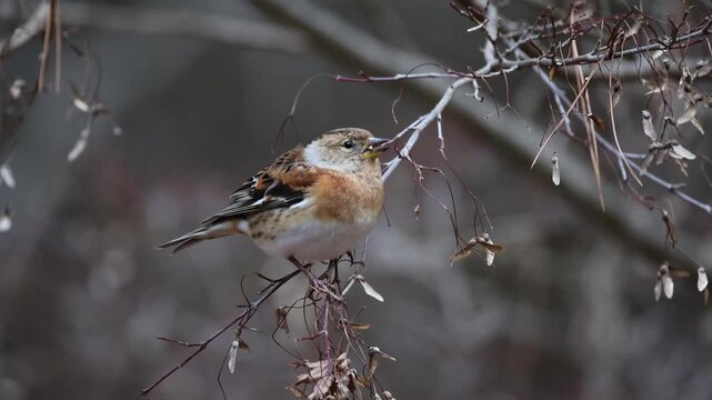 Brambling eating key fruits of mapple