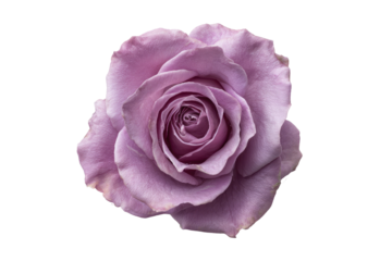 Lilac rose blossom. Delicate petals unfurl, center spiraling