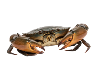 Magnificent mud crab, dark greenish-blue-brown carapace, vibrant brown-orange claws in dynamic pose on transparent background with copy space, concept of premium culinary excellence