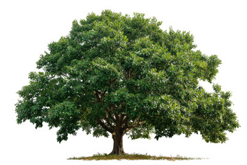 Lush, leafy tree with thick trunk and full, green canopy