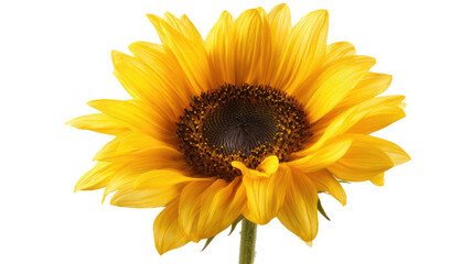 Naklejka premium Bright yellow sunflower bloom with detailed petals and natural seed center floral macro photography isolated on white background 
