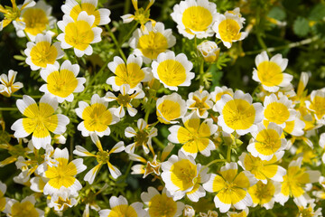 Flowers known as Poached Egg Plant, or Limnanthes douglasii. Annual flowering plant that usually bears white flowers with yellow centers.